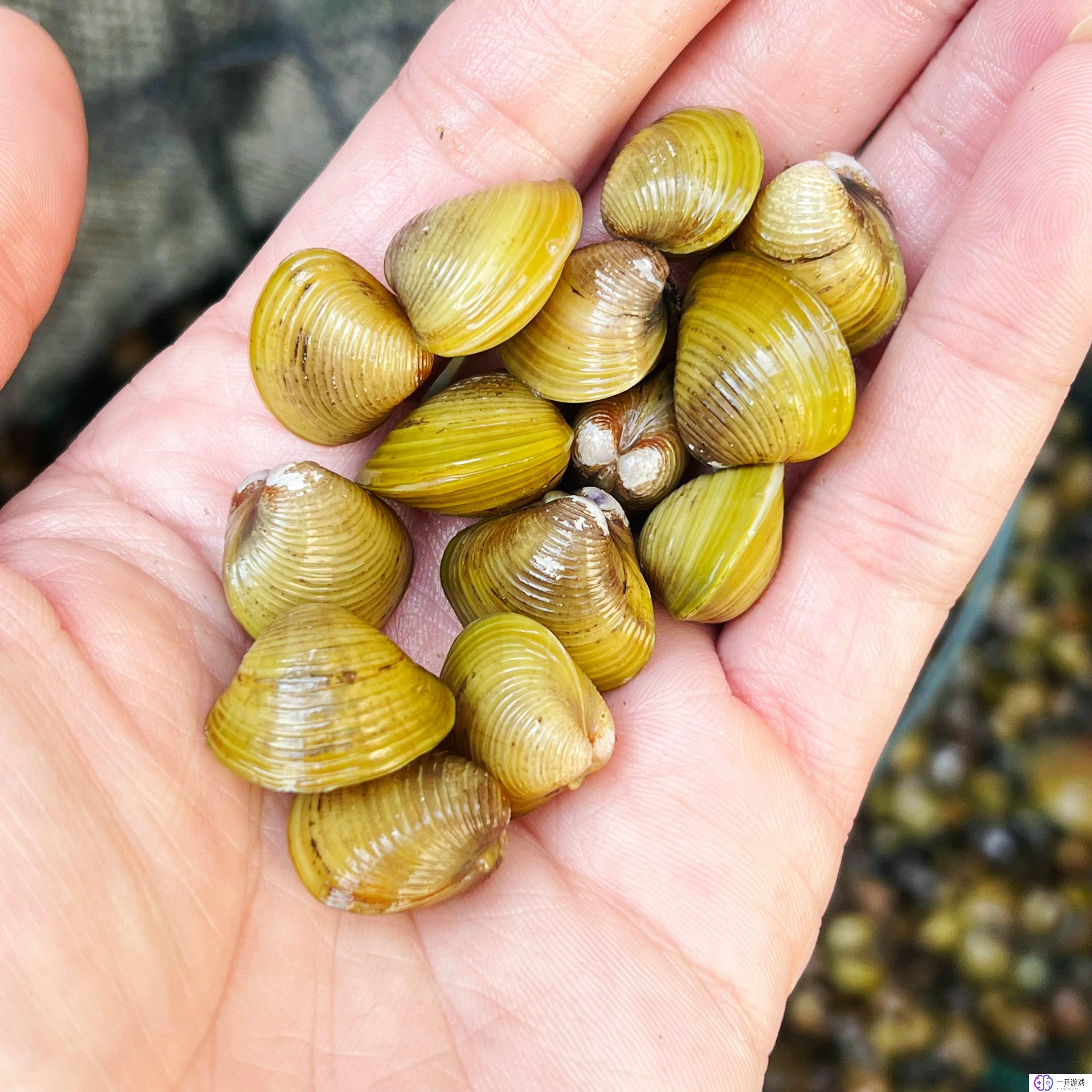 河鲜贝壳类有哪些,河鲜贝壳类美食盘点