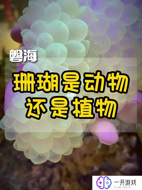 珊瑚是植物还是动物,珊瑚：植物还是动物？揭秘海洋奇观