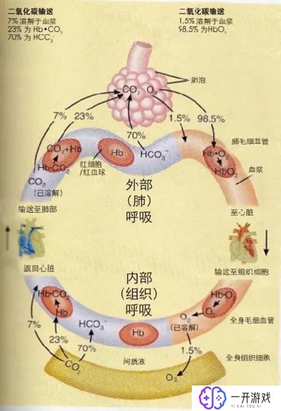 纤维结合蛋白偏高是什么原因,纤维结合蛋白偏高原因分析