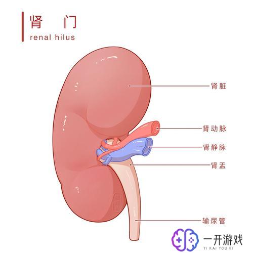 出入肾门的结构有,肾门结构一览：揭秘出入关键