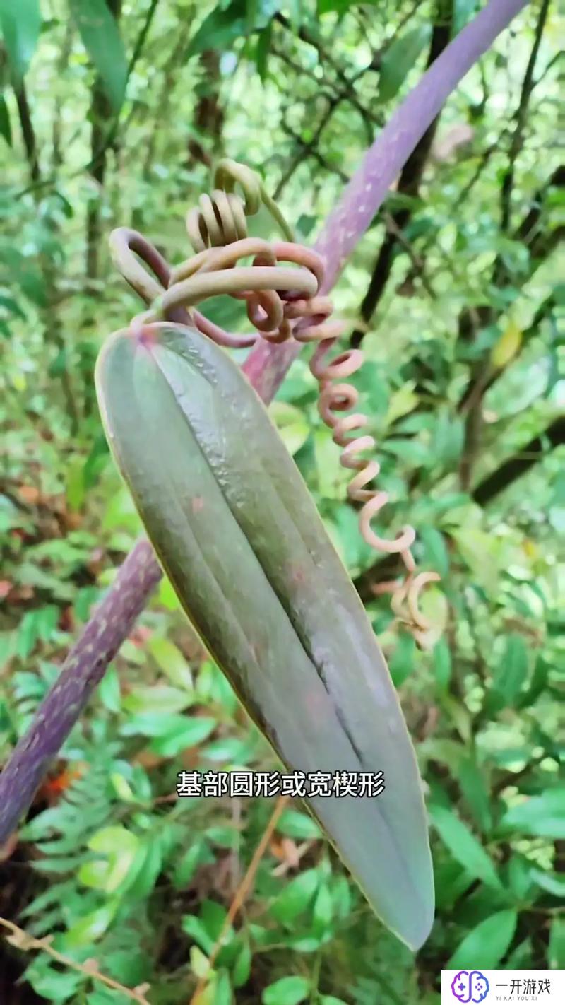 土茯苓的药用价值,土茯苓药用价值详解