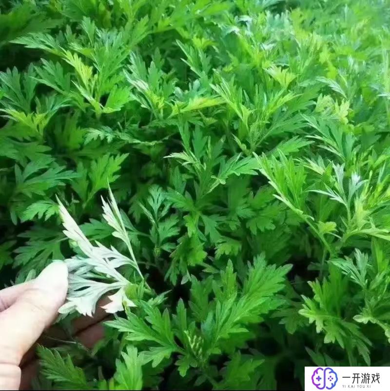 艾草对月经有什么作用,艾草对月经有何益处？女性必看！