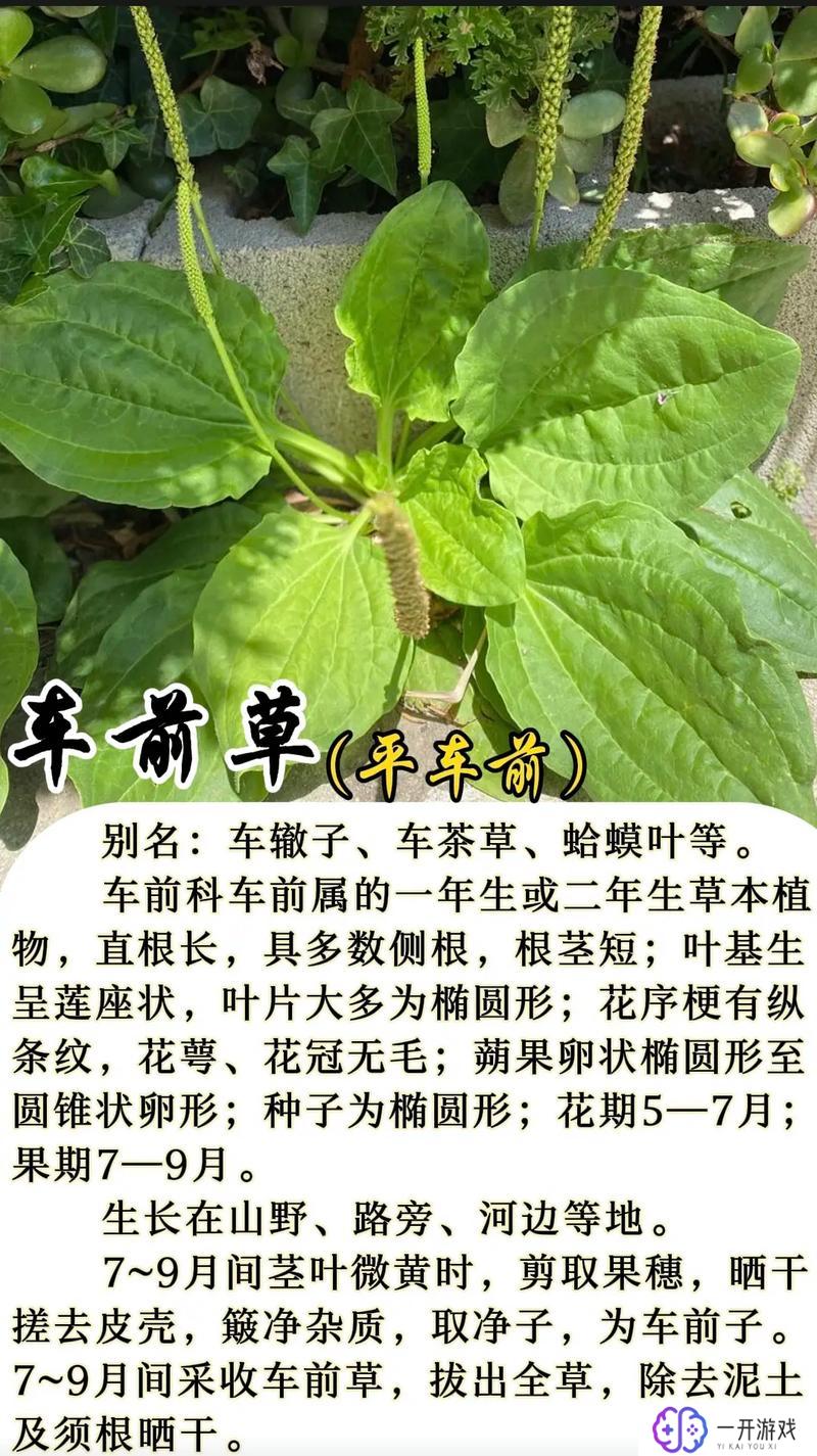 车前草吃了起什么作用的,车前草食用功效解析