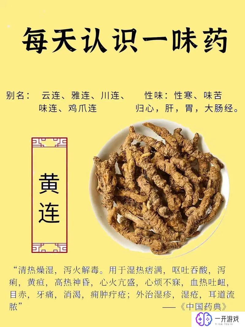 黄连吃多了对身体有什么副作用吗,黄连过量食用副作用揭秘