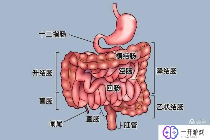 肠梗阻的危害,肠梗阻危害大揭秘