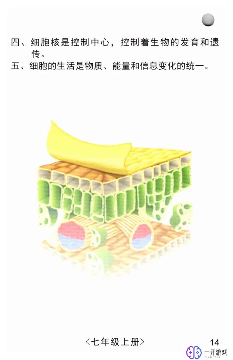 细胞的分子组成,细胞分子组成详解：揭秘生命基础