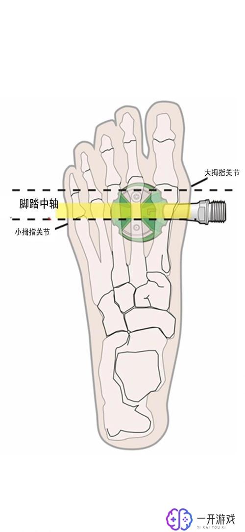 骑自行车的骑,自行车骑行技巧分享指南