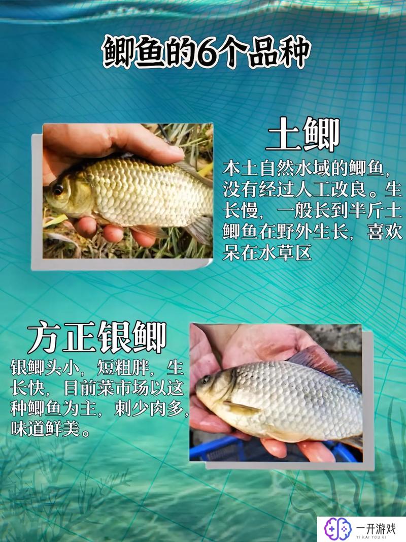 鲫鱼多大最好吃,鲫鱼最佳食用大小揭秘