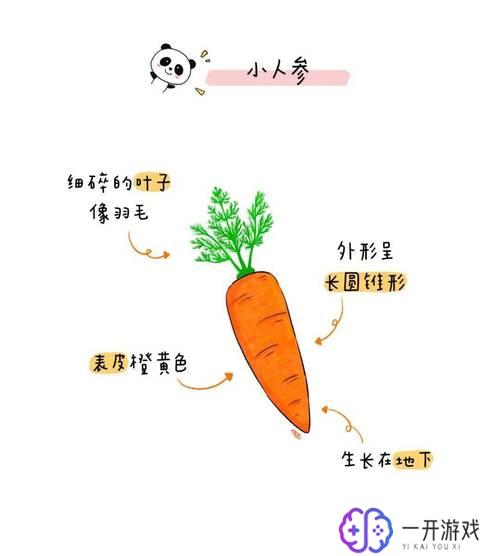 萝卜是根还是茎,萝卜：根还是茎？揭秘植物奥秘