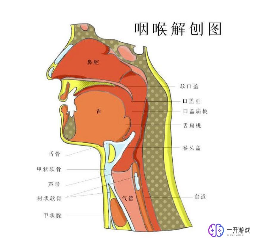 黄喉是什么部位,黄喉部位详解，养生必看！