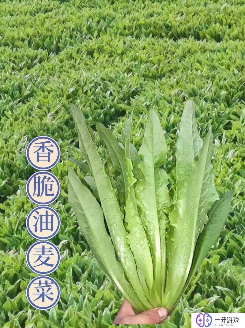 油麦是什么意思,油麦菜含义及种植知识详解