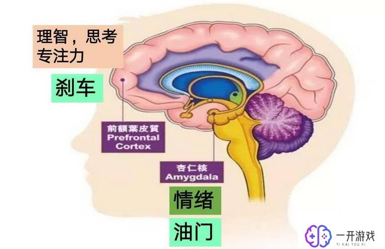 Amygdala,探索大脑杏仁核：Amygdala奥秘解析