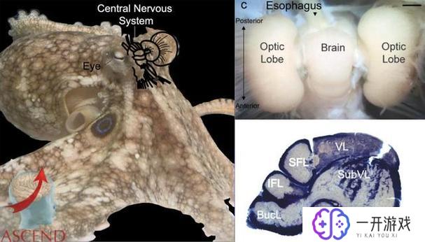 章鱼有几个大脑,章鱼大脑数量揭秘！
