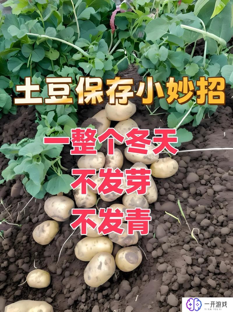 土豆可以放冰箱吗,“土豆保存技巧：冰箱还是阴凉处？”