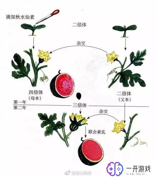 无籽西瓜是几倍体,无籽西瓜是几倍体？揭秘其染色体奥秘