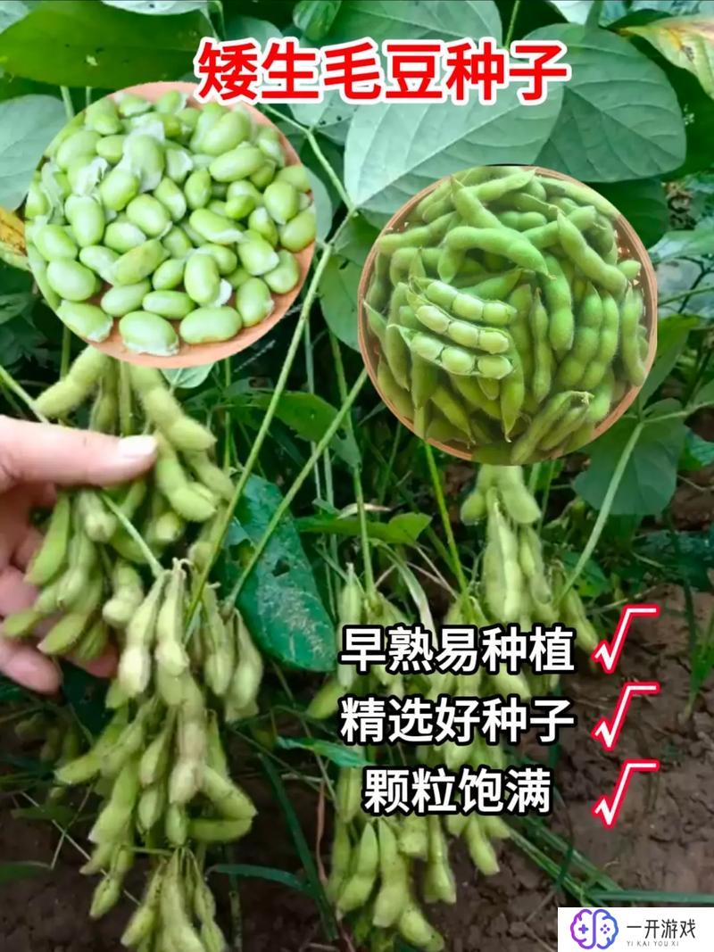 毛豆是什么豆,毛豆是什么豆种？揭秘常见豆类之一