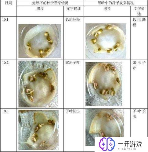 所有植物的伤害表,植物伤害表全解析：快速查伤攻略