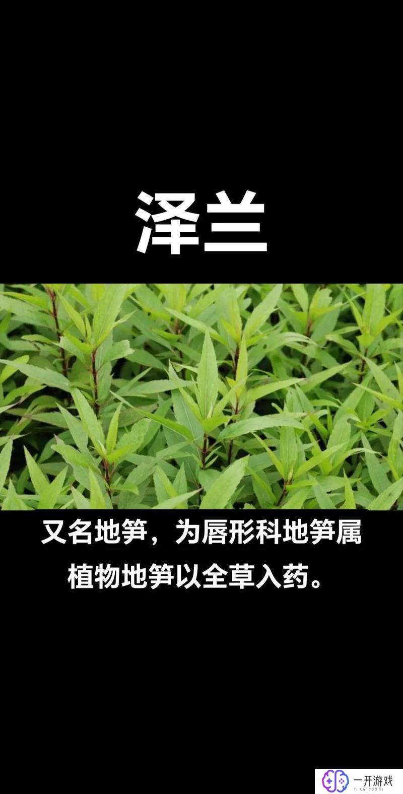 芦苇是什么植物,芦苇植物知识详解