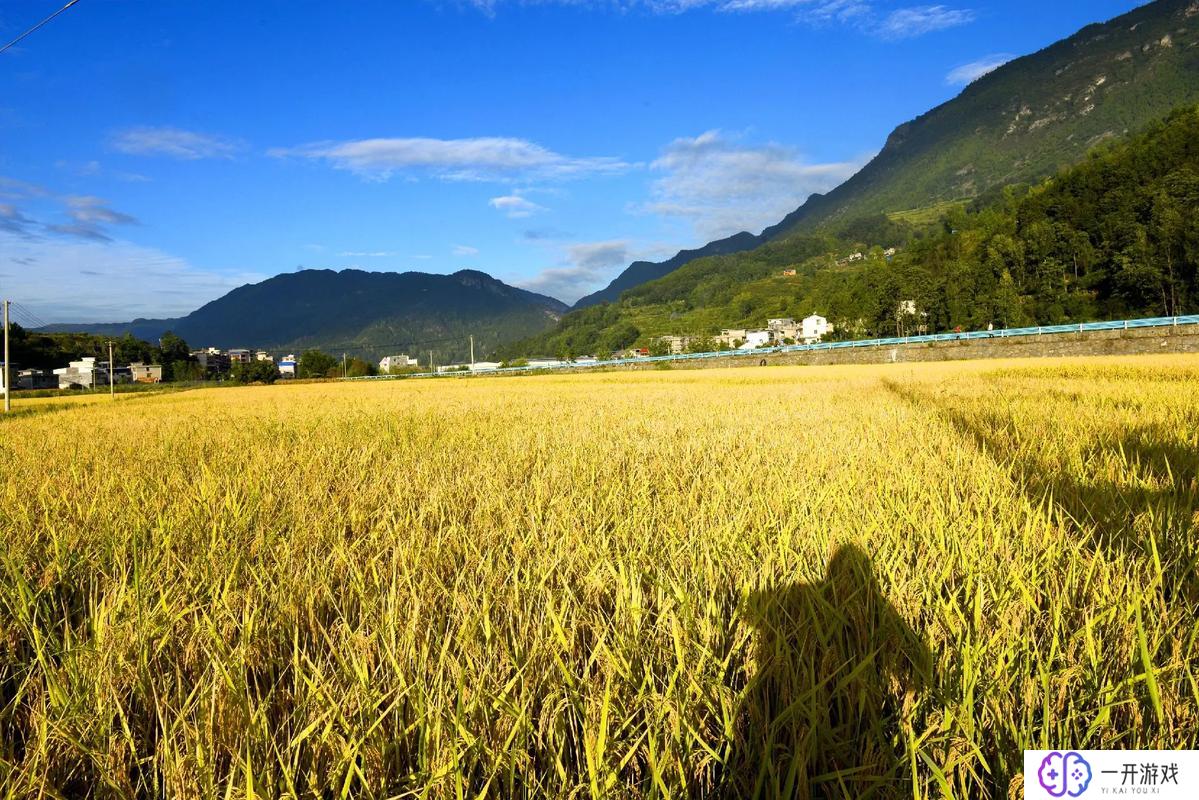 金黄金黄的什么,金黄金黄稻田美景，惊艳视觉体验