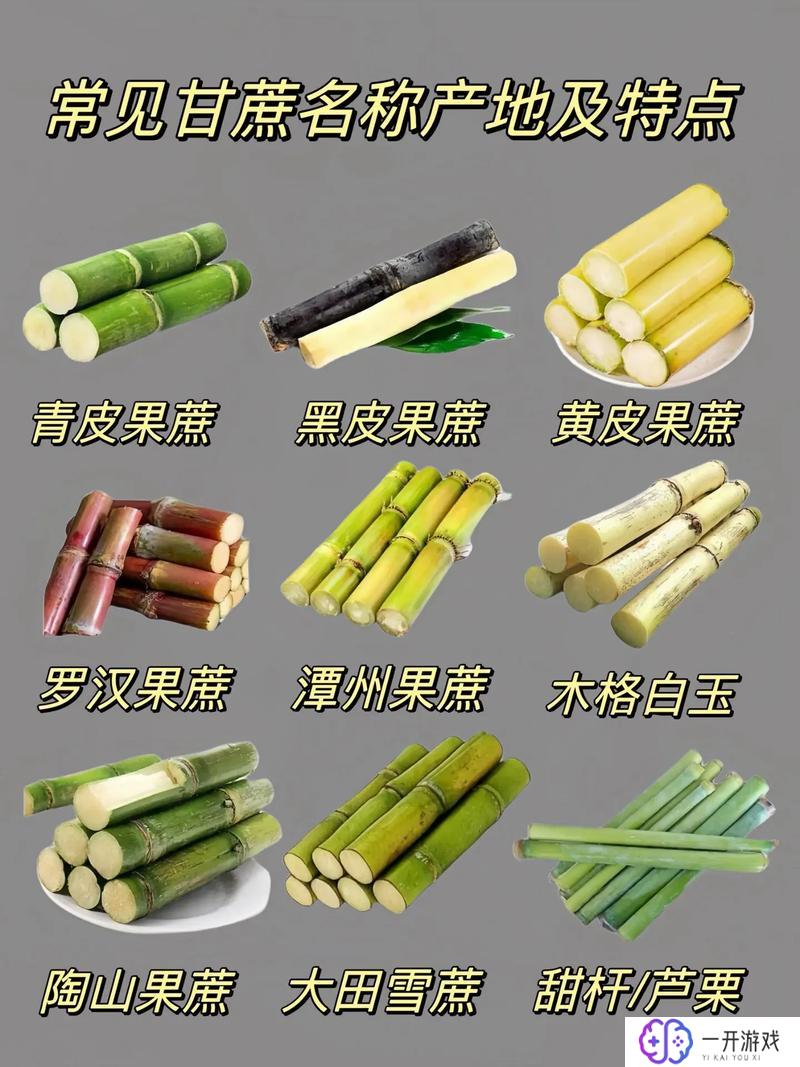 甘蔗是什么季节成熟,甘蔗成熟季节是什么