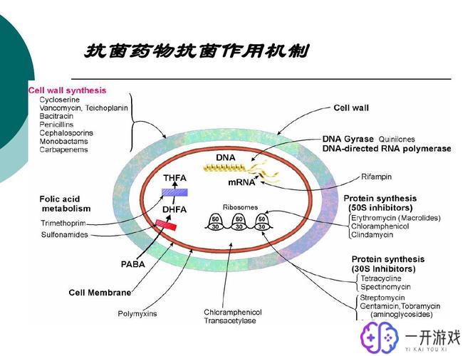 anisomycin,Anisomycin详解：抗生素应用与作用机制