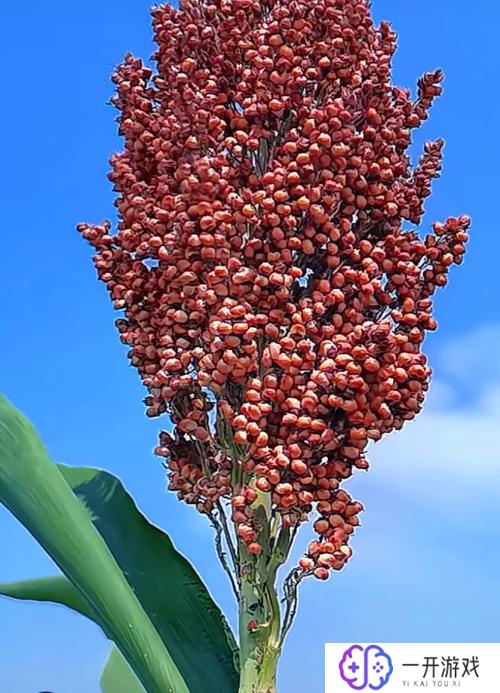 高梁是什么季节,“高粱最佳种植季节详解”