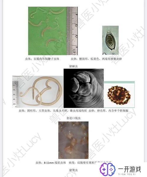 寄生虫一般在哪里生存,寄生虫生存环境揭秘：常见栖息地