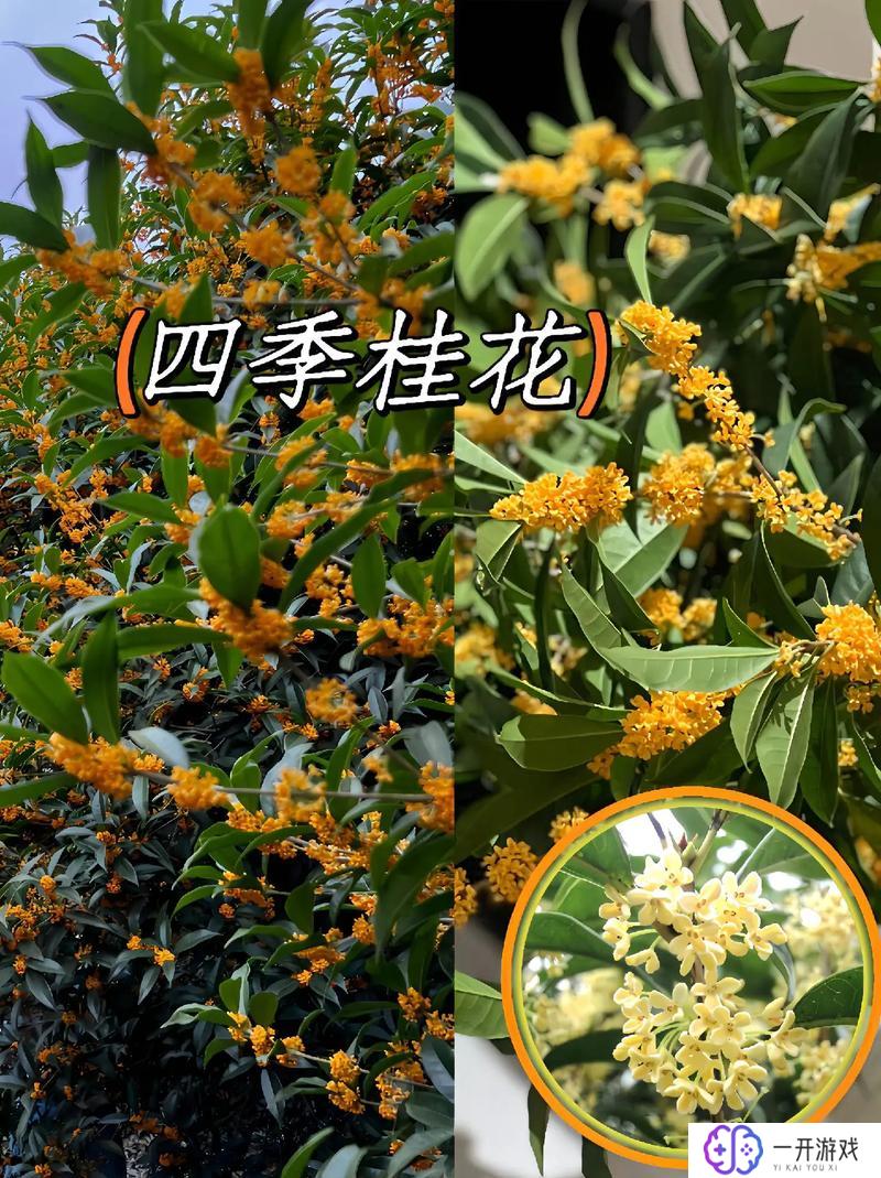 金桂开花是什么季节,金桂开花季是何时？季节解析