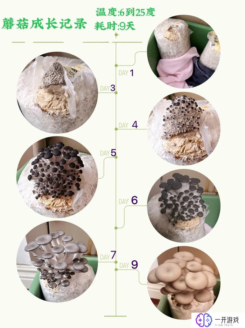 蘑菇是什么季节长出来的,“蘑菇生长季节详解”