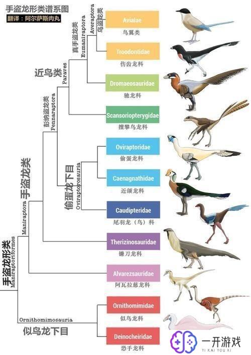 mega进化树上的数字,MEGA进化树数字解析：揭秘进化奥秘