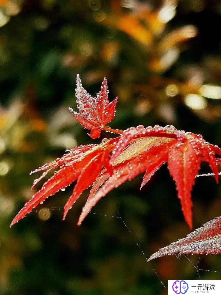 红枫是哪个季节,红枫盛放最佳季节揭秘