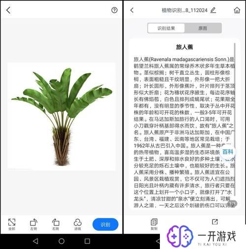 识别植物扫一扫在线,“植物识别扫一扫，在线查询神器”