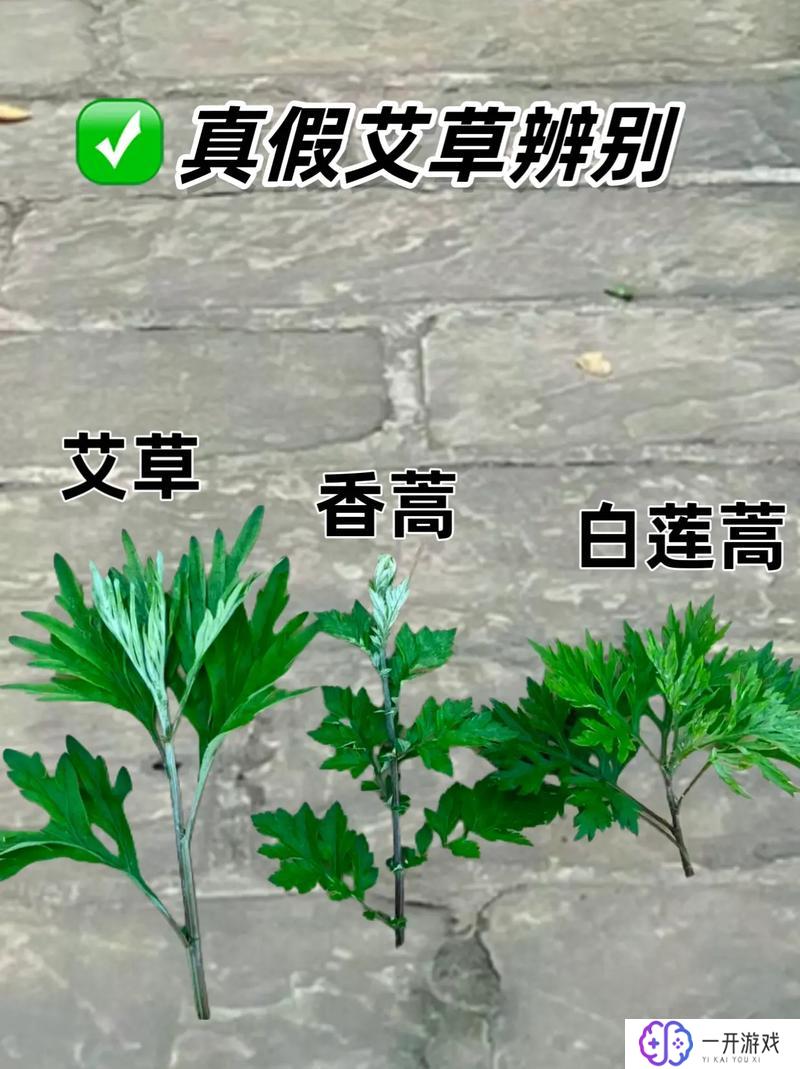 艾草是什么季节长的,艾草生长的最佳季节是？