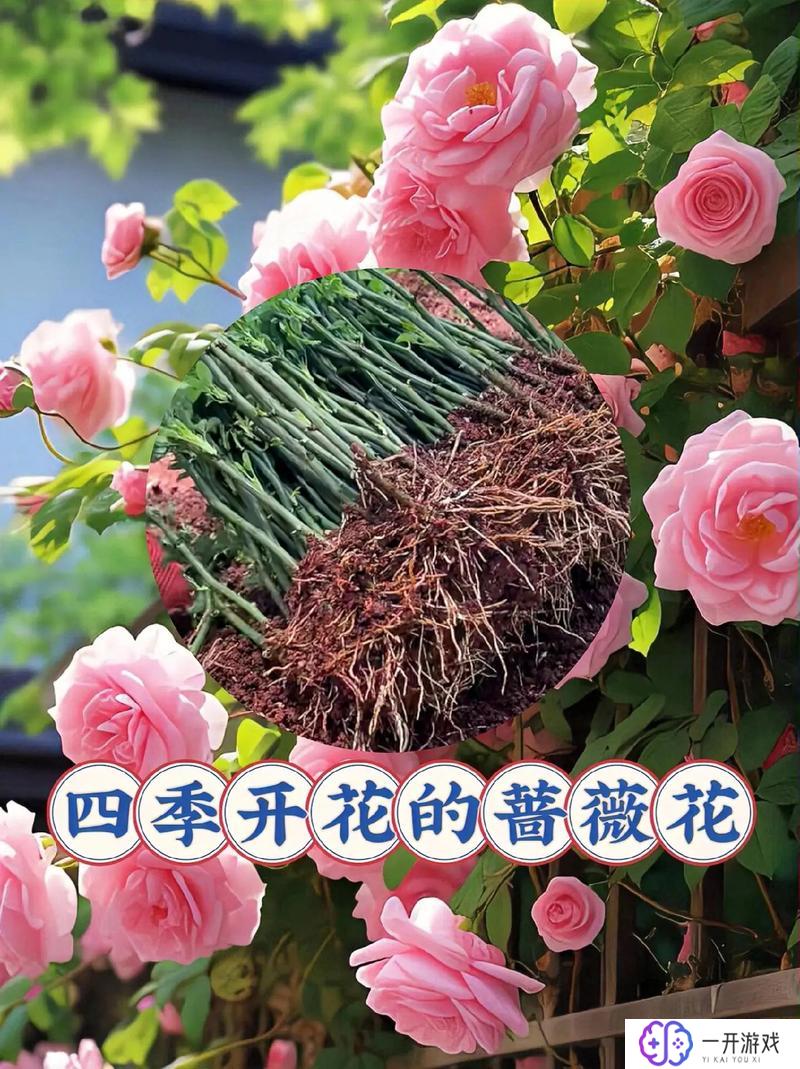 挂花是什么季节开的,“挂花盛开花季揭秘”