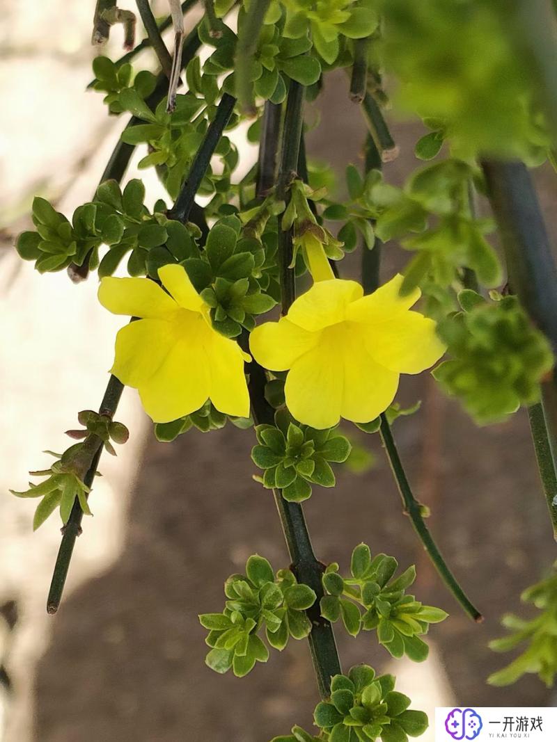 乱花渐欲迷人眼是什么季节,乱花迷人眼季节之谜揭秘