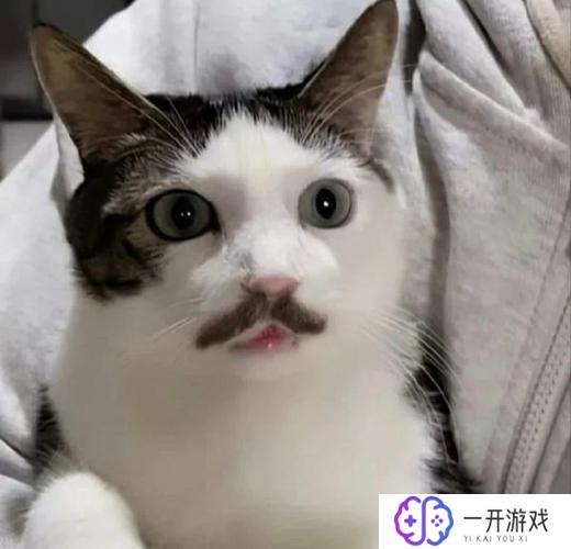 世界上最搞笑的猫咪,全球最搞笑猫咪大盘点！