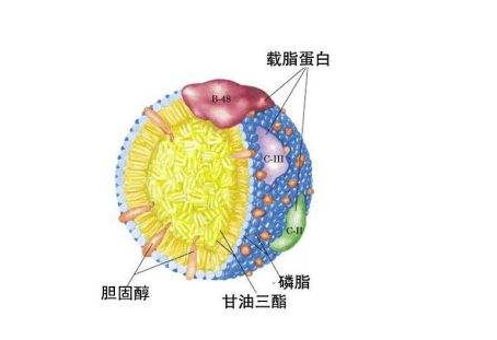 载脂蛋白a1／b偏高是什么原因,载脂蛋白A1／B高原因揭秘